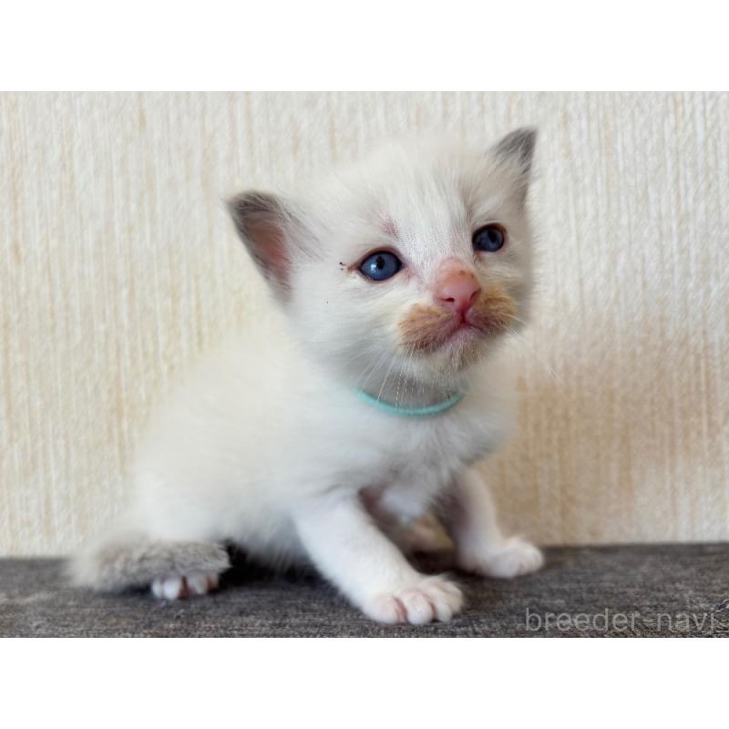 販売中の千葉県のラグドール-126628の3枚目